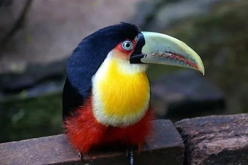 toucan